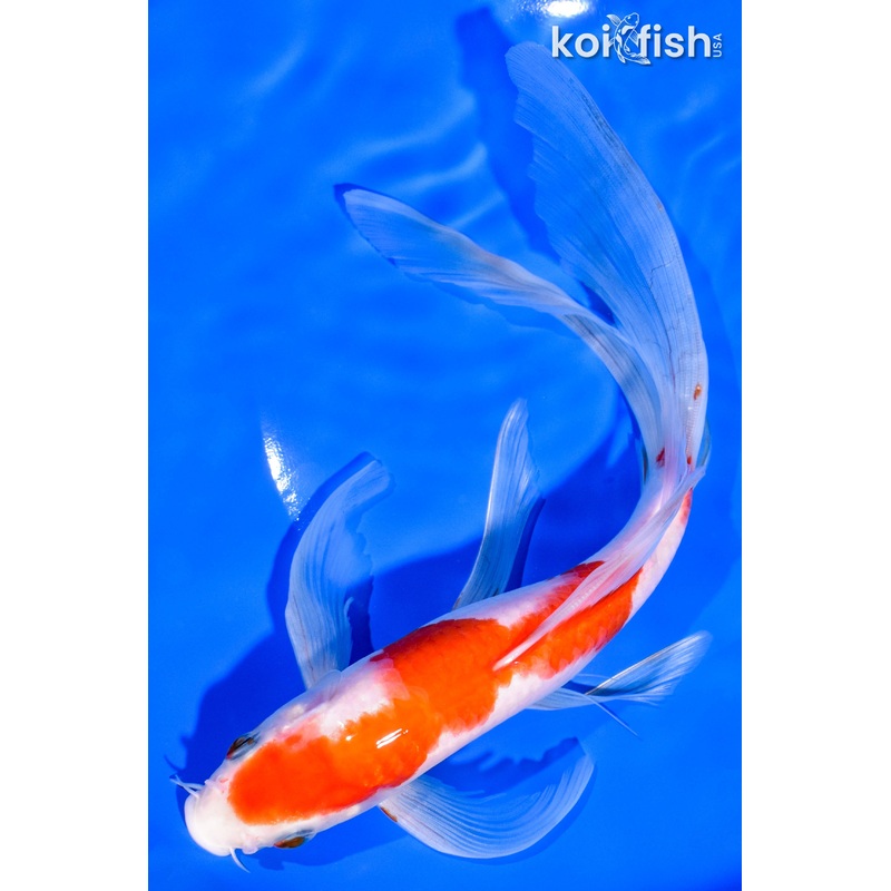 9.75" KOHAKU BUTTERFLY