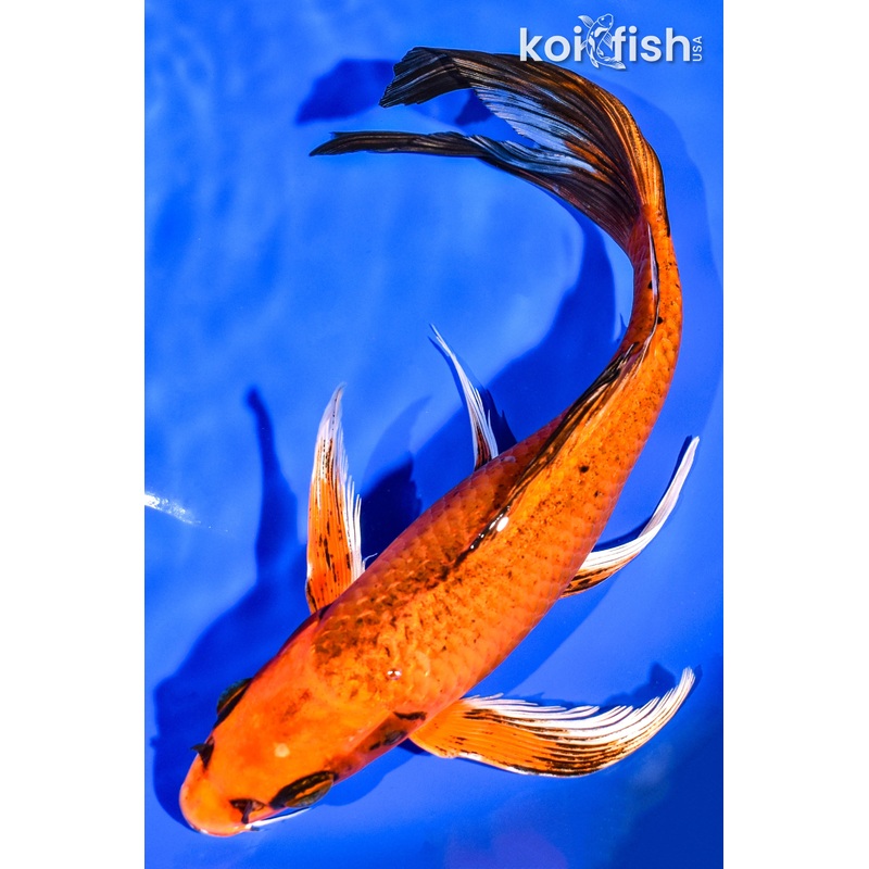 9.75" ORENJI MATSUBA BUTTERFLY