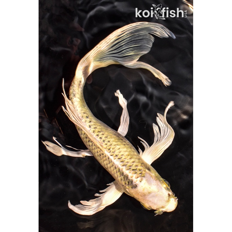9" KI MATSUBA BUTTERFLY