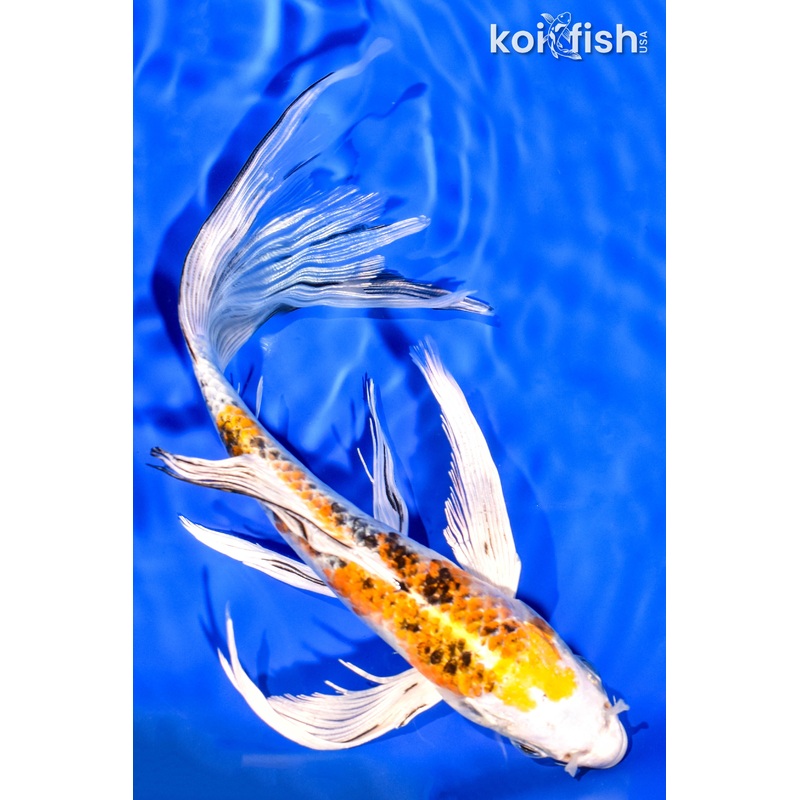 9" YAMATO NISHIKI BUTTERFLY
