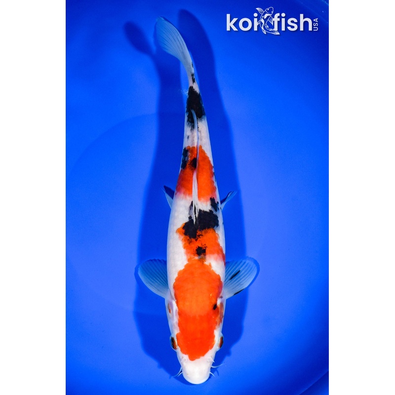 10.25" SANKE