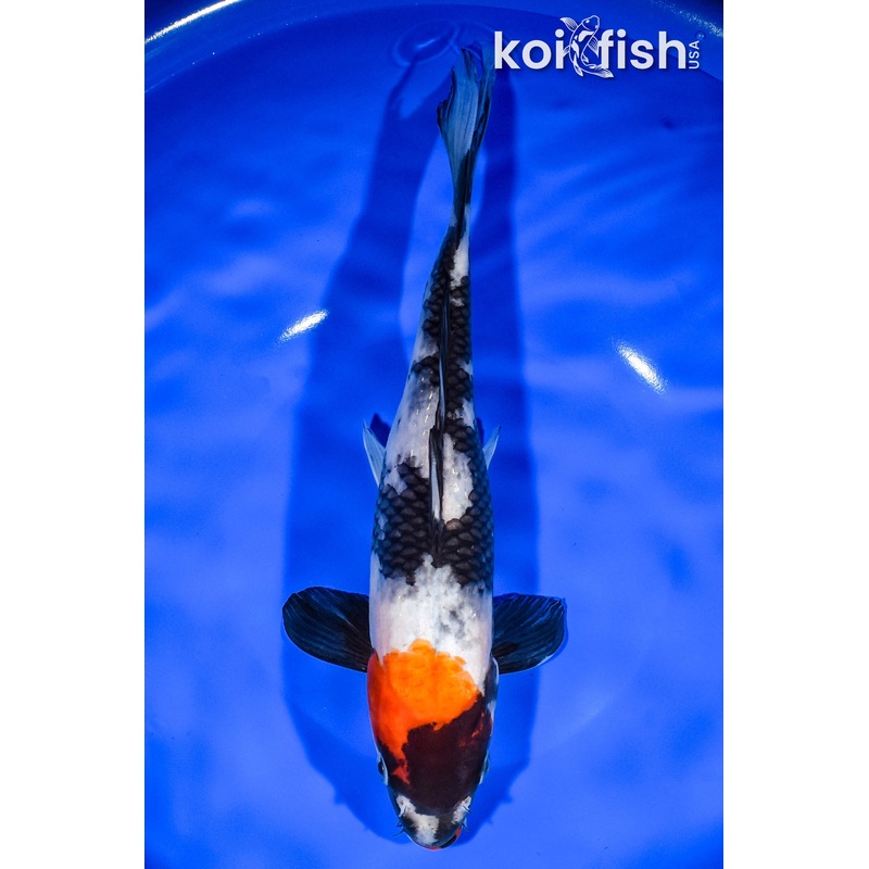 10.25" SHOWA
