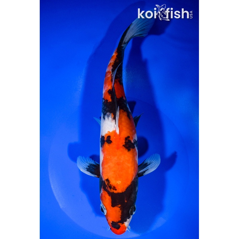 10.75" HI SHOWA