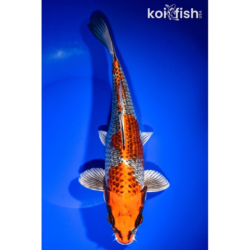 10.75" KUJAKU
