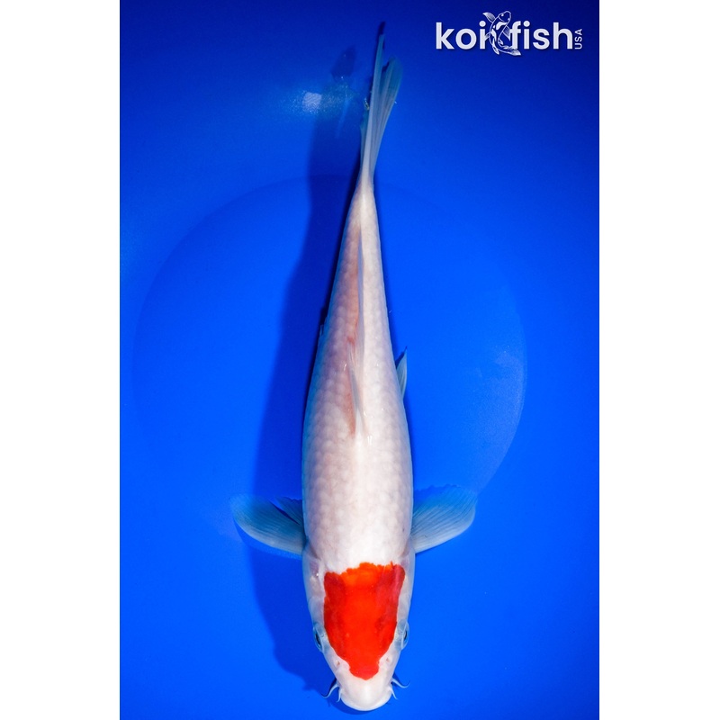 10.75" TANCHO KOHAKU