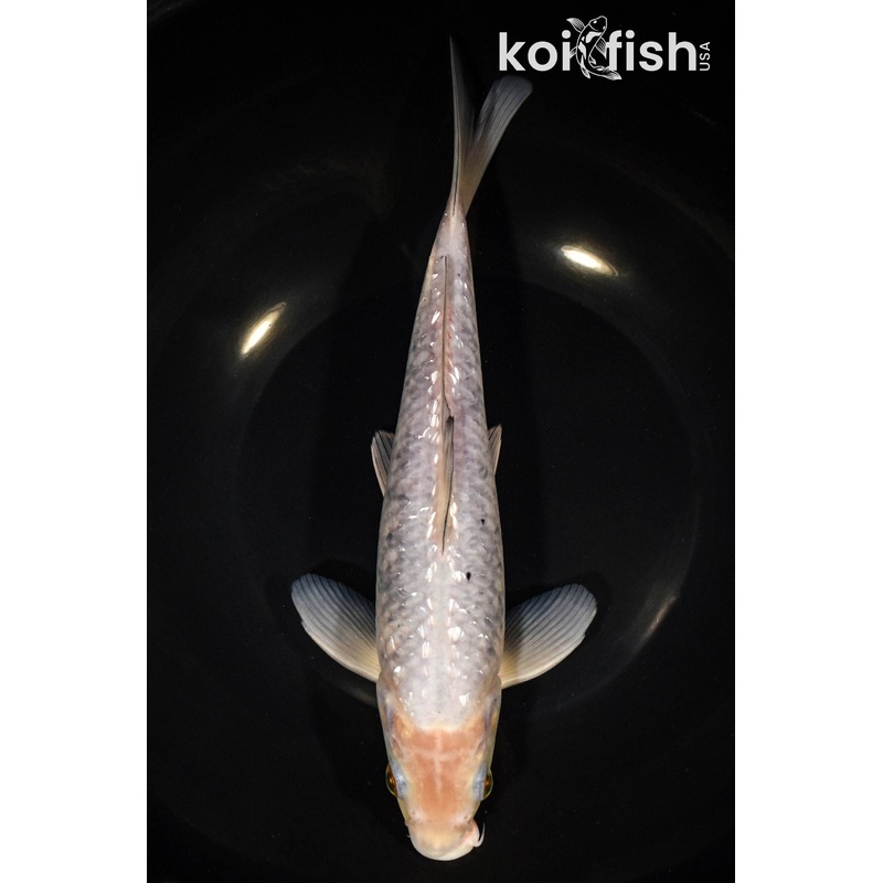 10" GINRIN SORAGOI