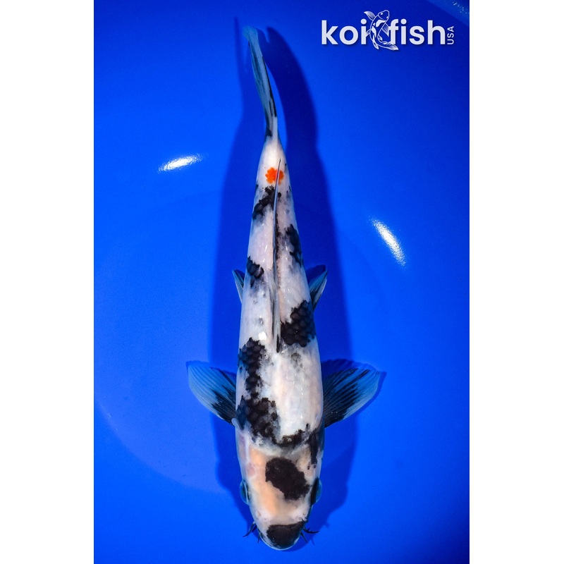 10" SHIRO UTSURI