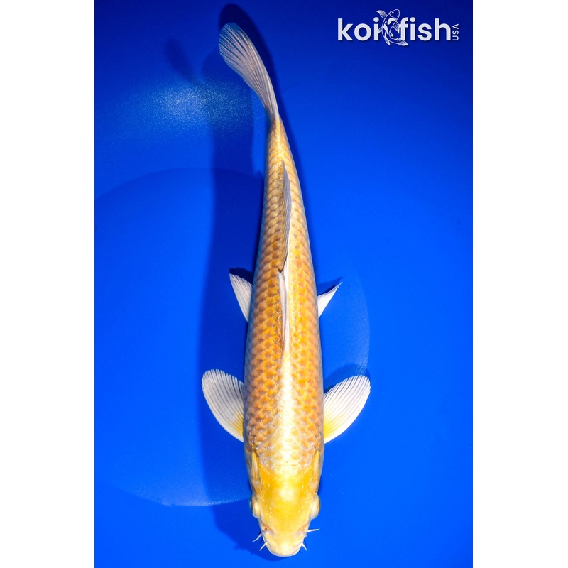 10" YAMABUKI OGON