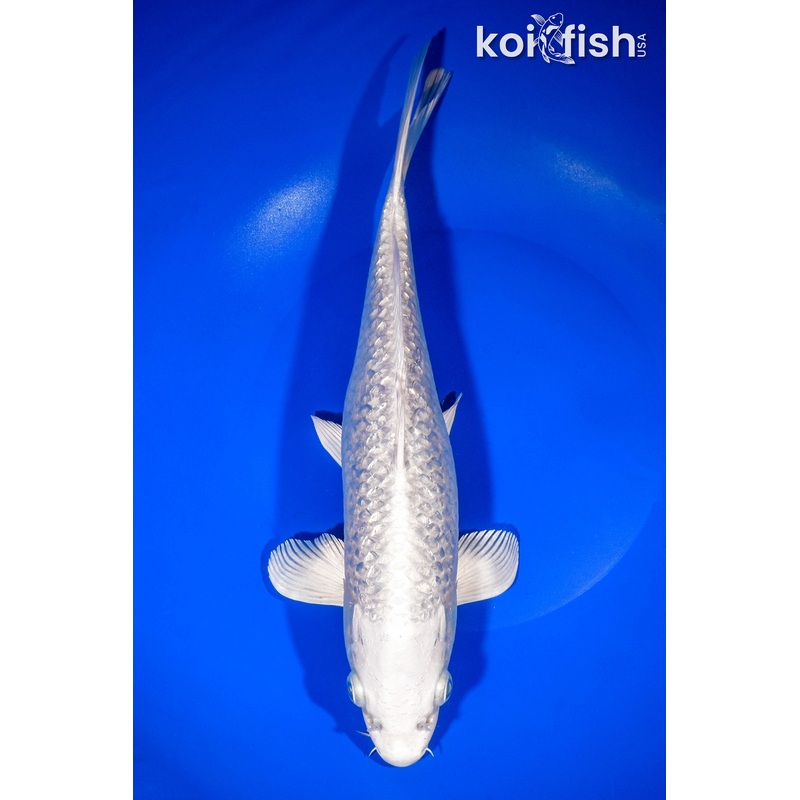 11.25" GINRIN PLATINUM OGON