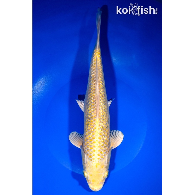 11.25" GINRIN YAMABUKI OGON