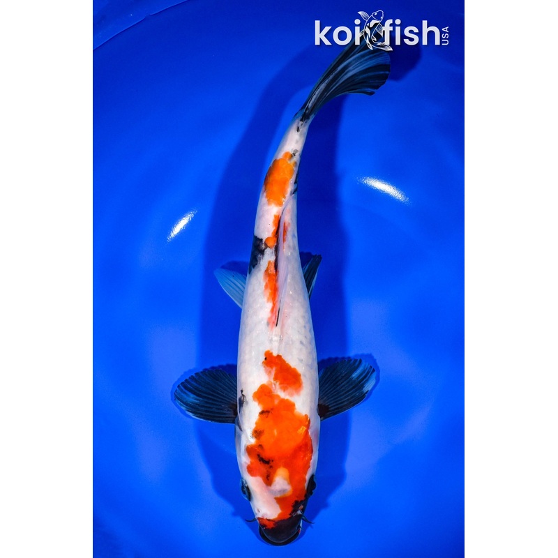 11.25" SHOWA