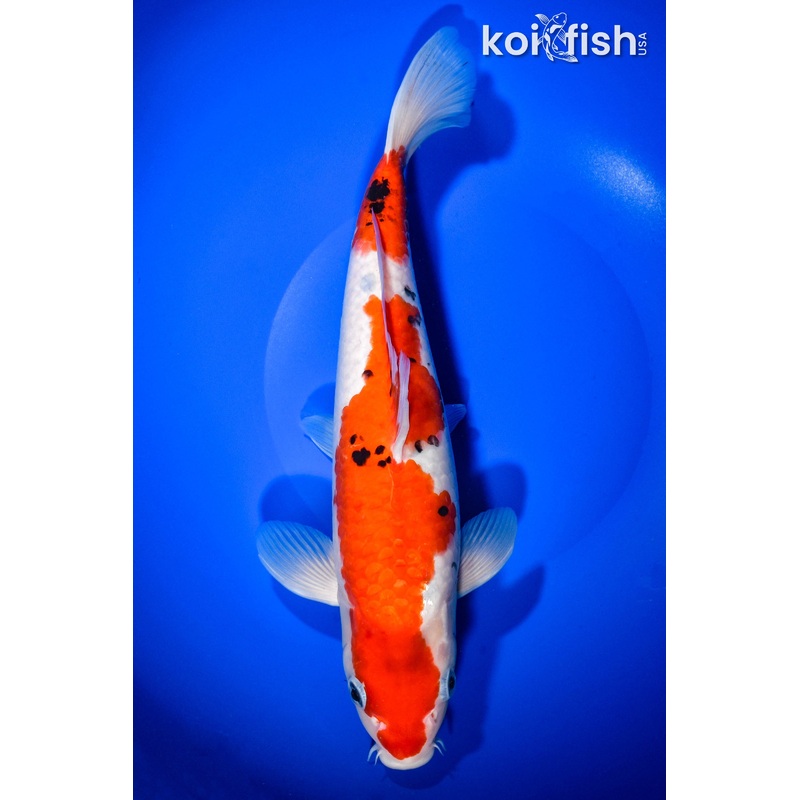 11.5" SANKE