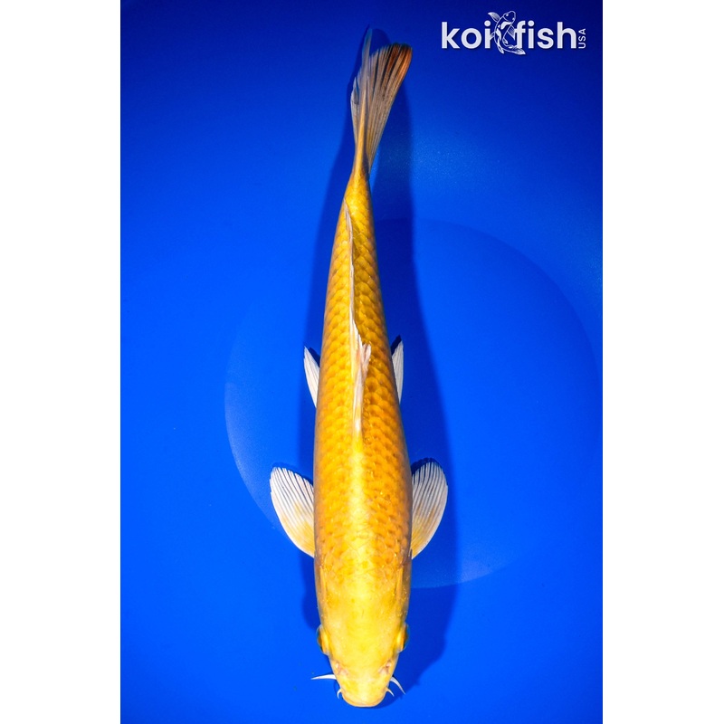 11.5" YAMABUKI OGON