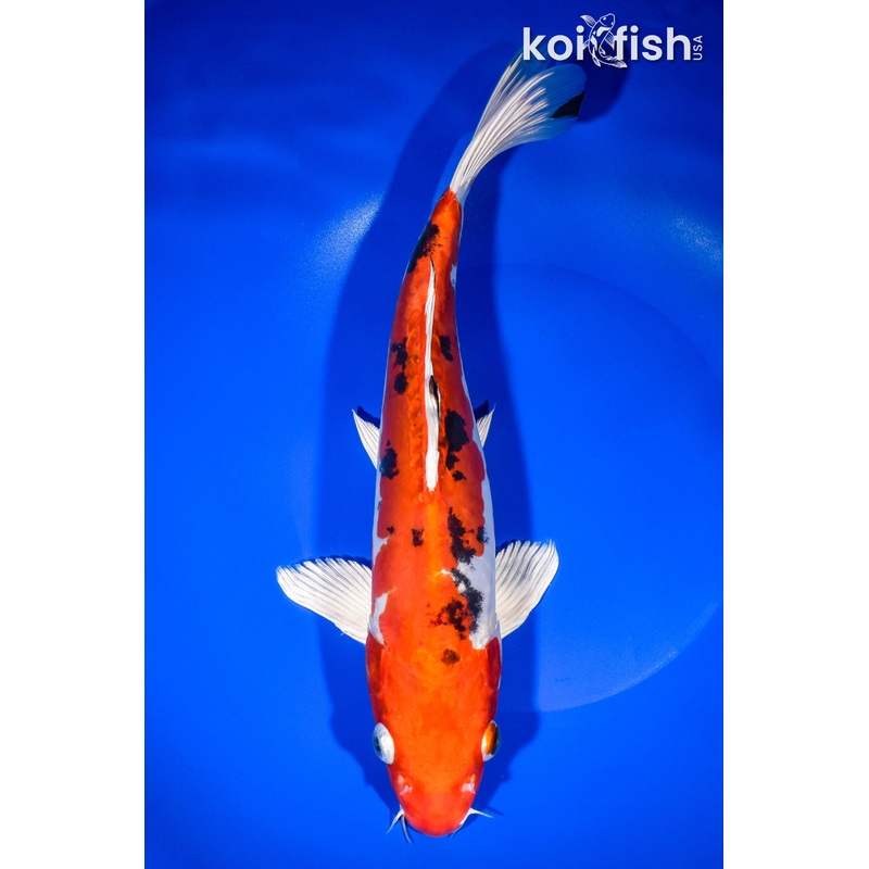 11.75" HEISEI NISHIKI