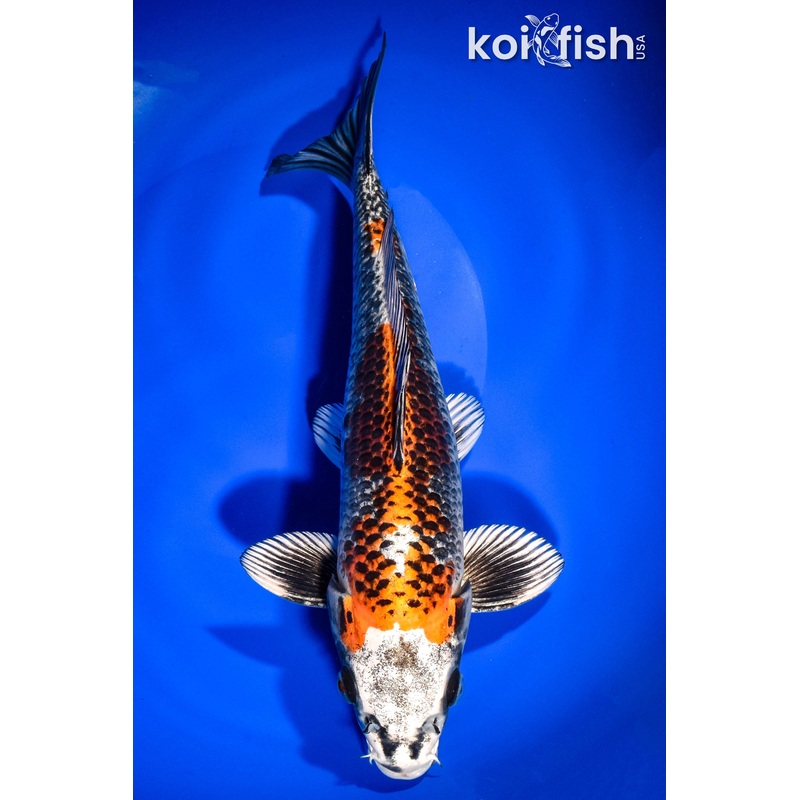 11" BENI GINGA