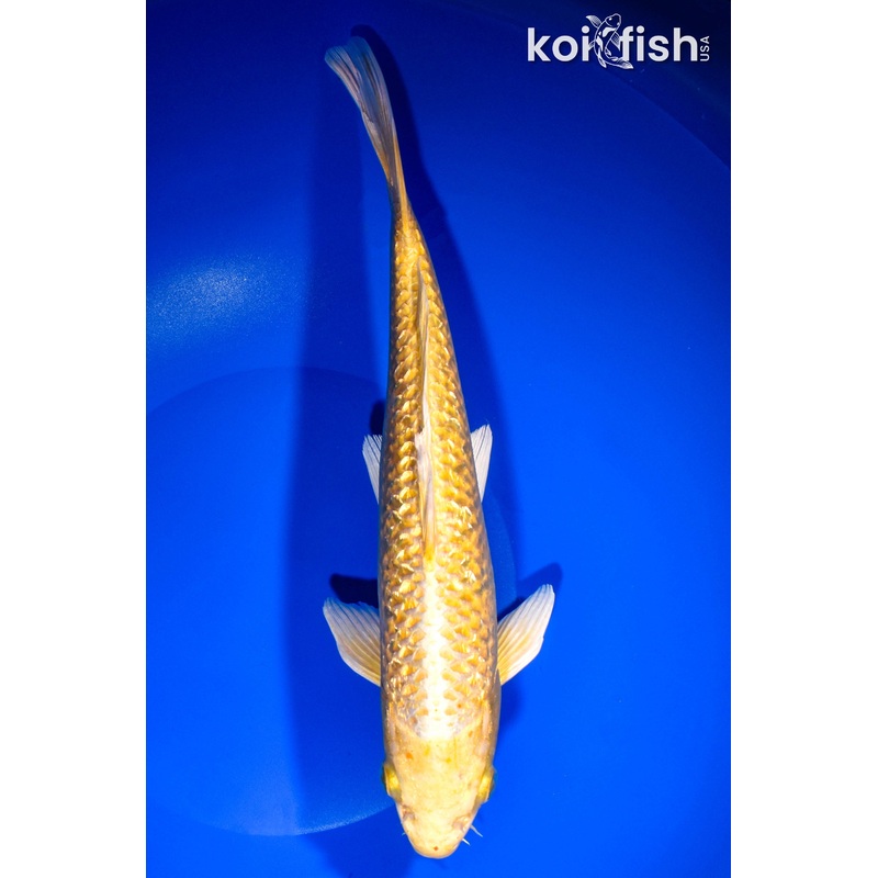 11" GINRIN YAMABUKI OGON