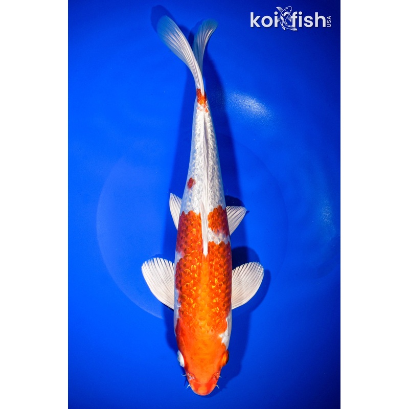 12.25" GINRIN HARIWAKE
