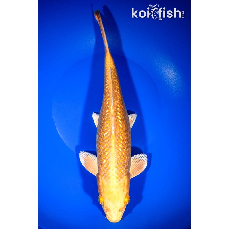 12.25" GINRIN YAMABUKI OGON