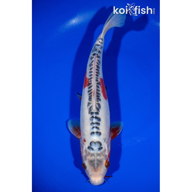 12.25" SHUSUI