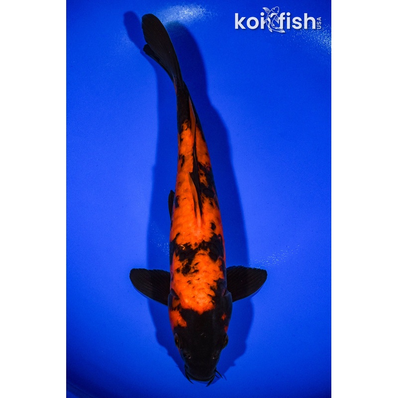 12.5" DOITSU HI UTSURI
