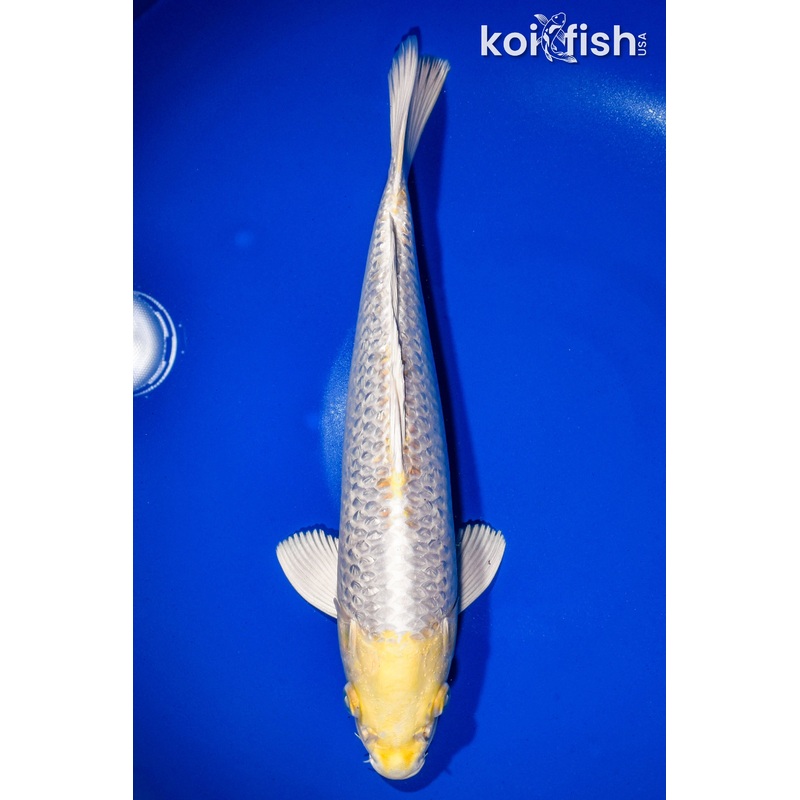 12.5" GINRIN HARIWAKE