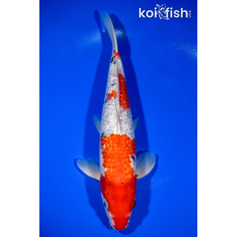 12.5" GINRIN SANKE