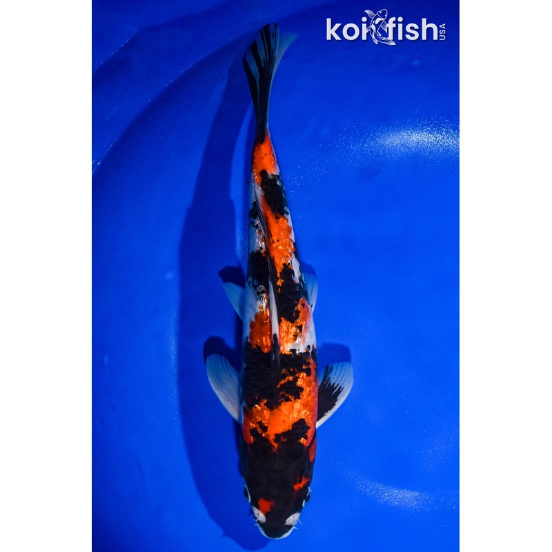 12.5" GINRIN SHOWA