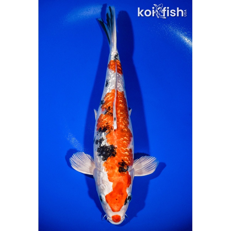 12.5" GINRIN YAMATO NISHIKI