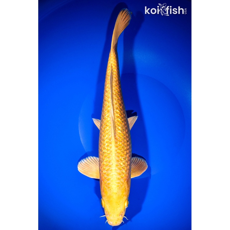 12.5" GINRIN YAMAUKI OGON
