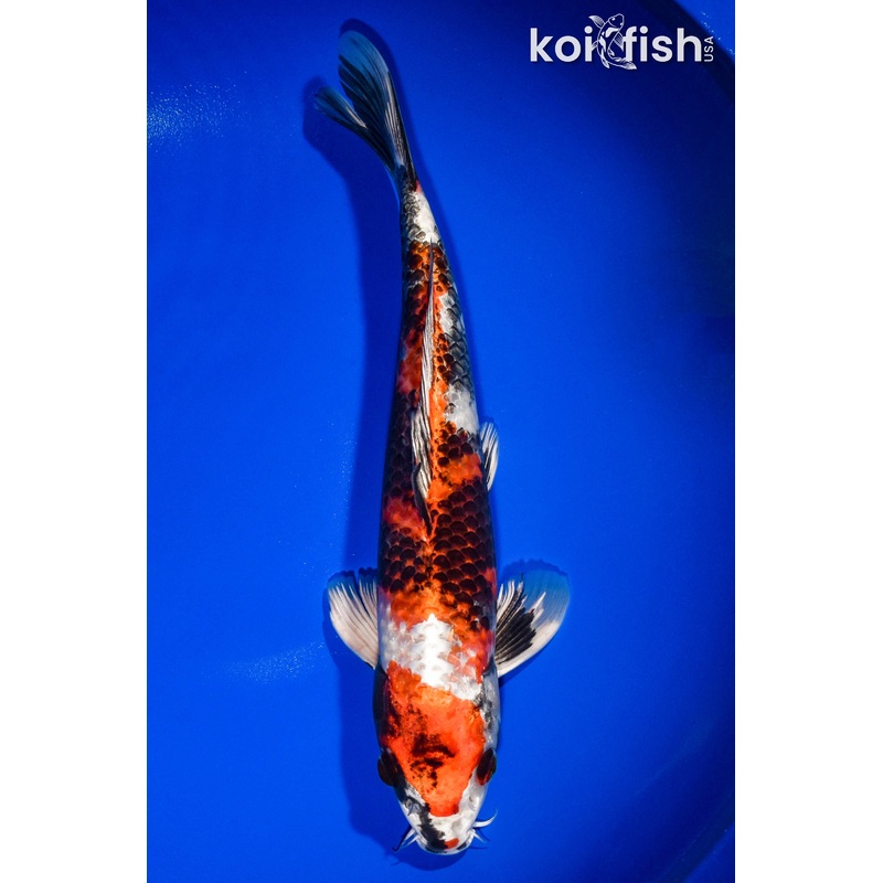 12.5" KIN SHOWA