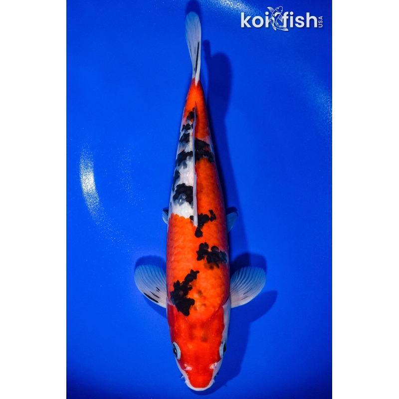 12.5" SANKE