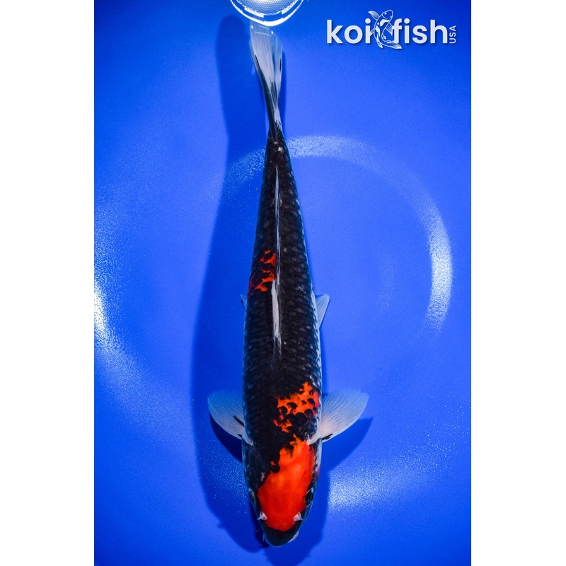 12.75" BENI MATSUKAWABAKE