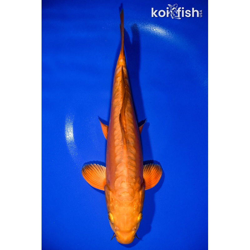 12.75" DOITSU CHAGOI