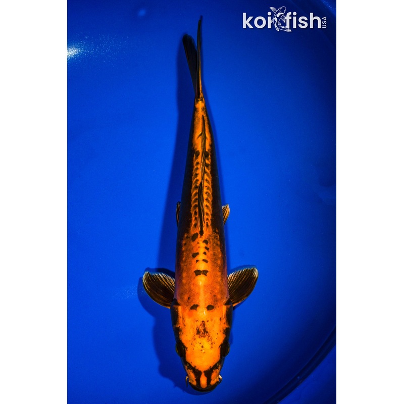 12.75" DOITSU ORENJI MATSUBA