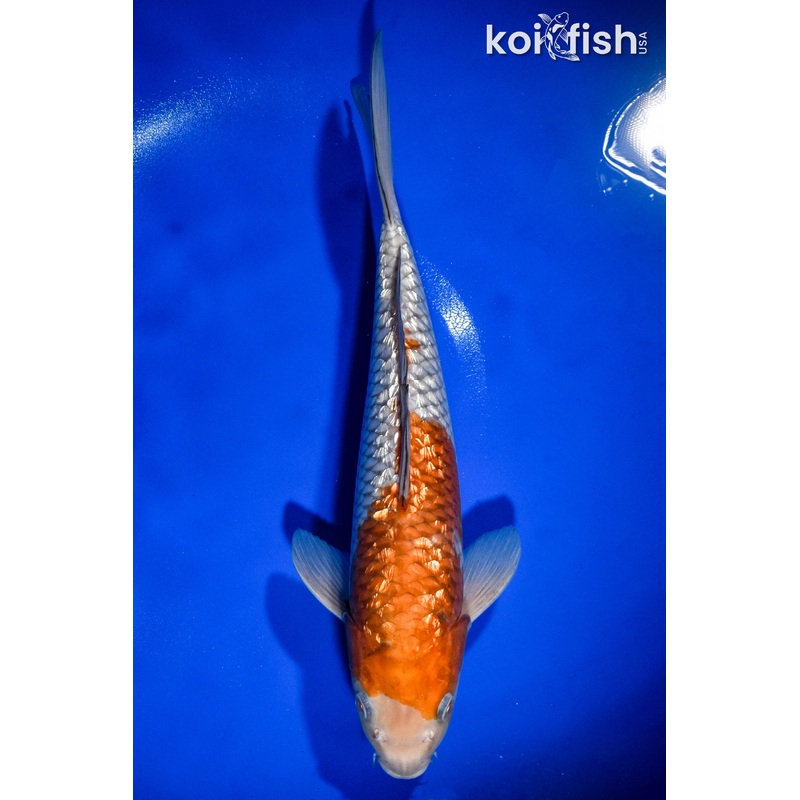 12.75" GINRIN OCHIBA SHIGURE
