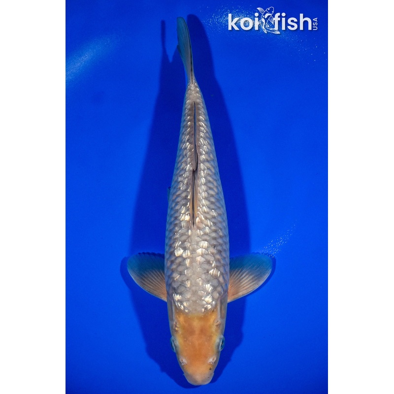 12.75" GINRIN SOROGOI