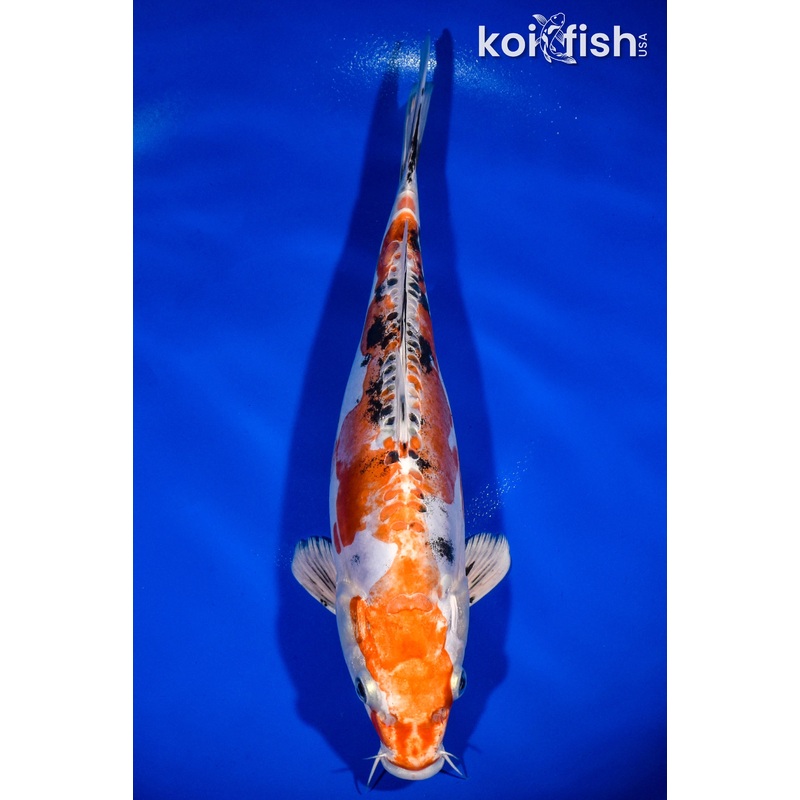 12.75" HEISEI NISHIKI