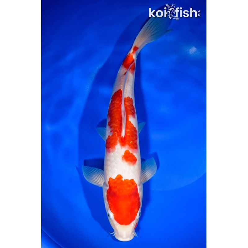 12" KOHAKU