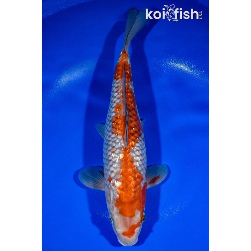 13.25" GINRIN OCHIBA SHIGURE