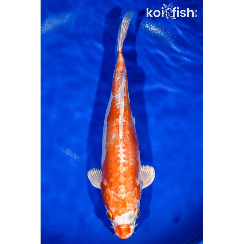 13.25" KIKUSUI