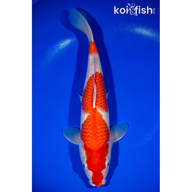13.25" KOHAKU