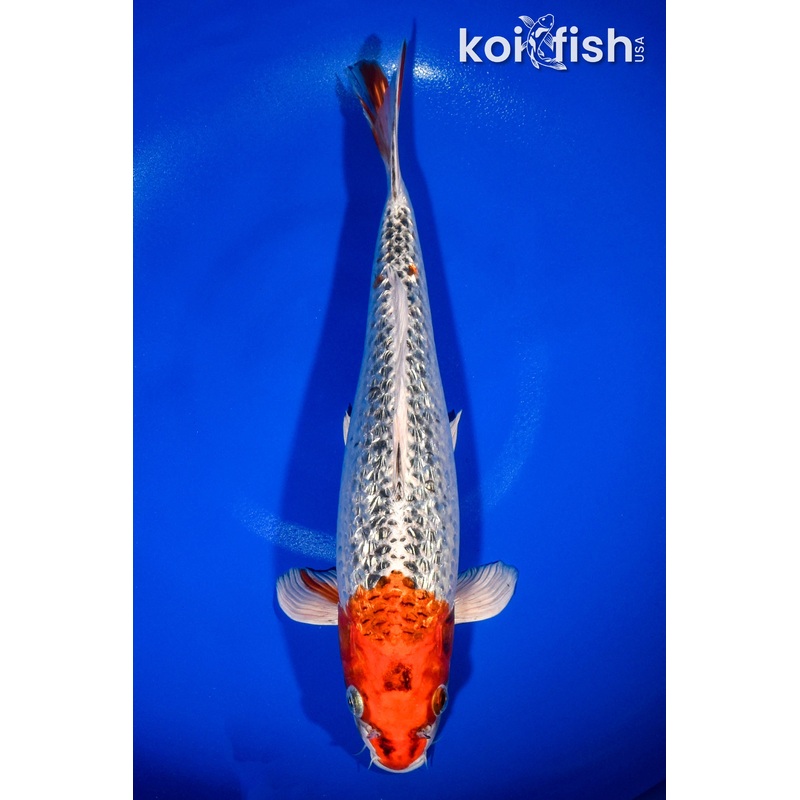 13.5" GINRIN KUJAKU