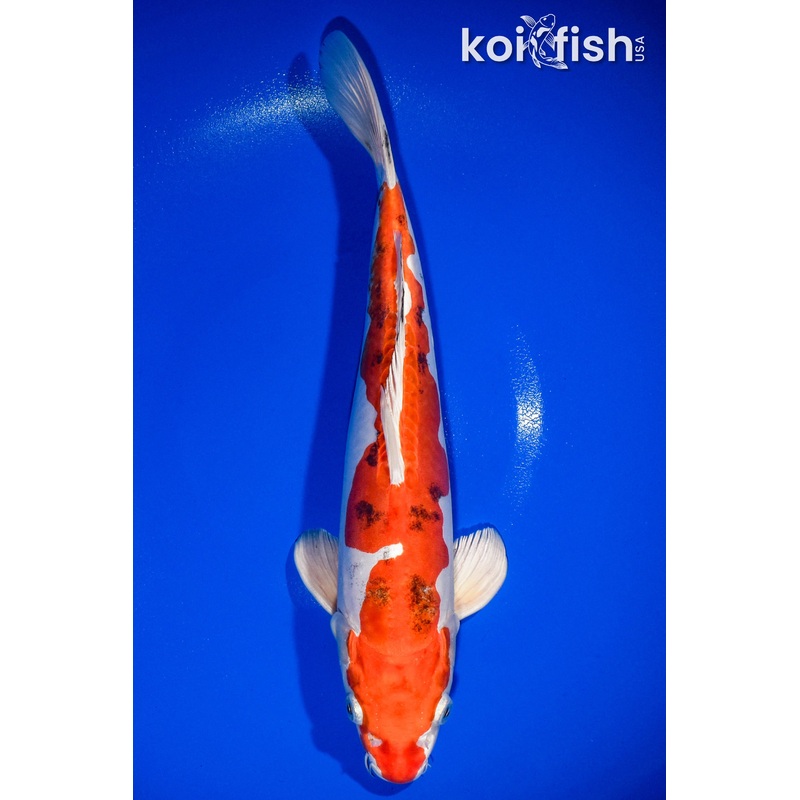13.5" HEISEI NISHIKI