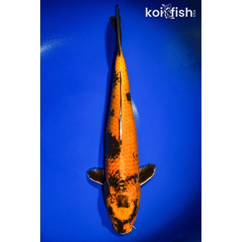 13.5" KIN HI UTSURI