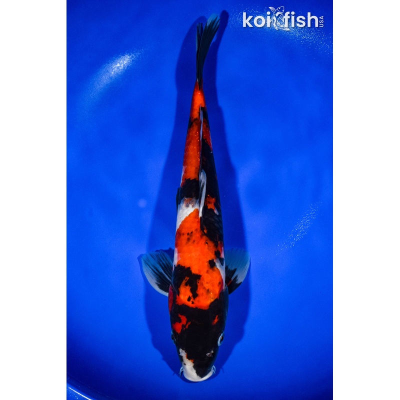 13.5" SHOWA