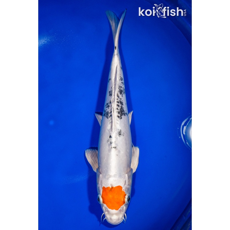 13.5" TANCHO HEISEI NISHIKI