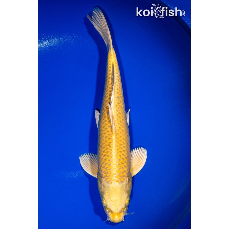 13.75" YAMABUKI OGON