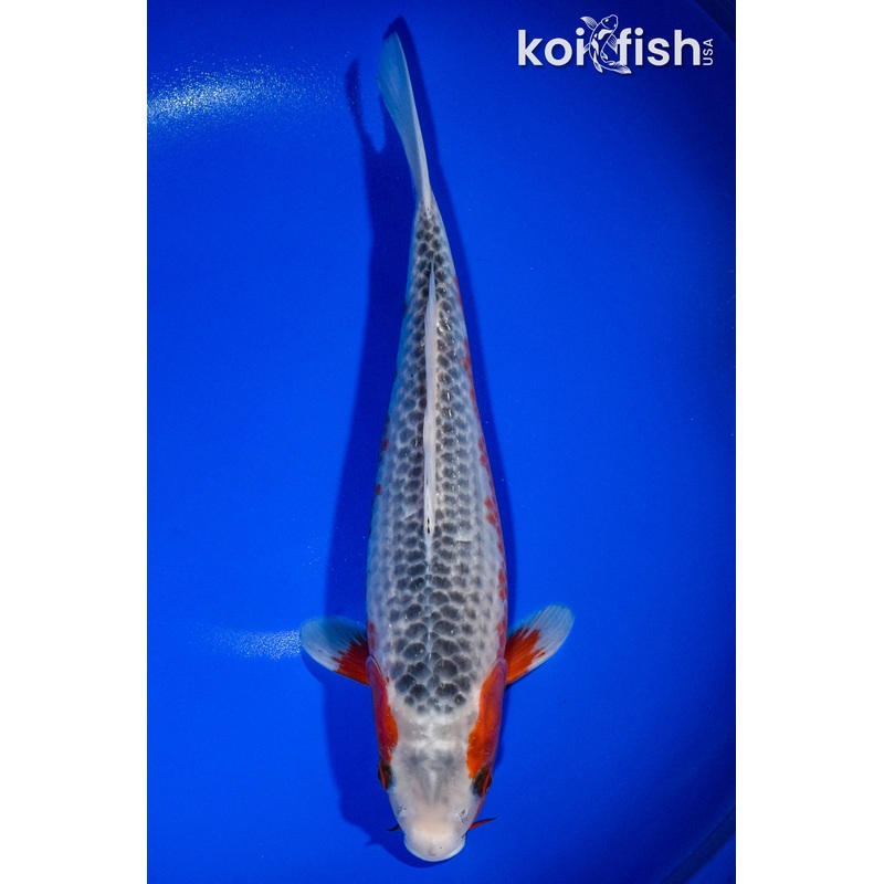 13" ASAGI
