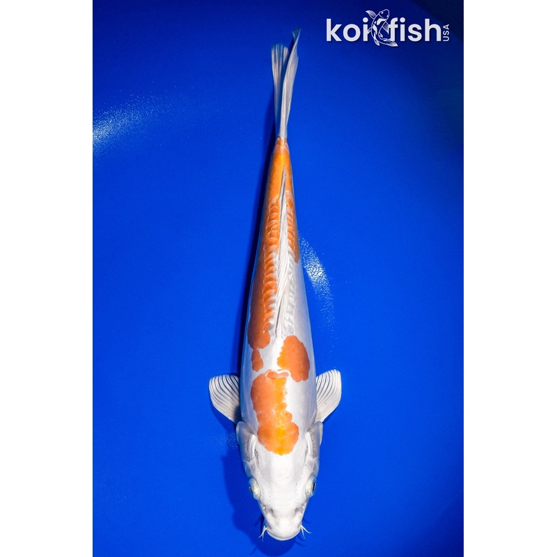 13" KIKUSUI