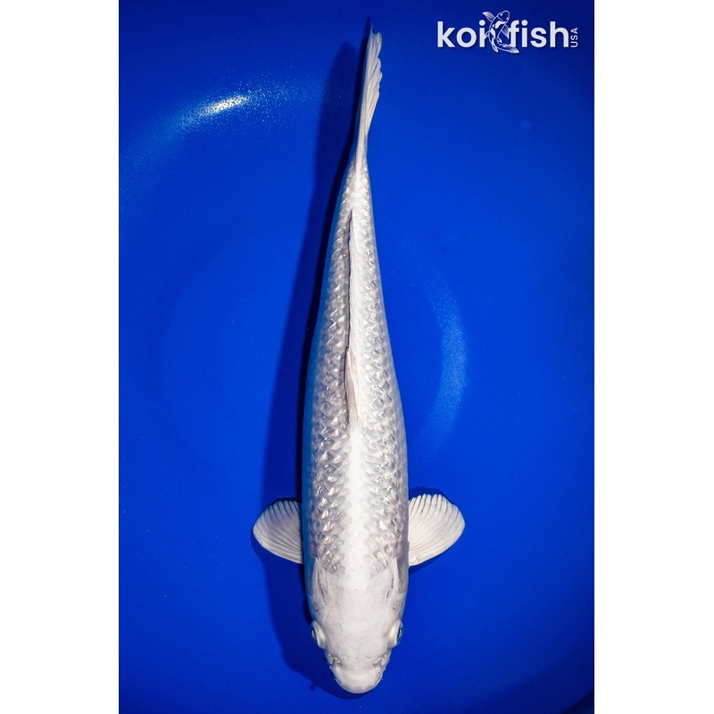 14.25" GINRIN PLATINUM OGON